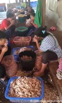 鸡脚爆料新闻最新消息,最新热点事件深度解析